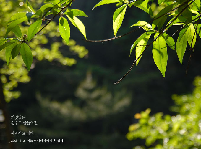 거짓없는 순수로..