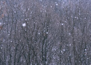 빈센트와 조루주 루오
