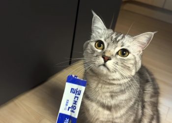 츄르는 사랑