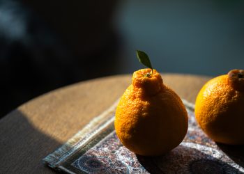 달고 쓴 한라봉