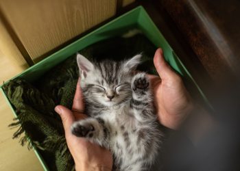 우리집 고양이 조이